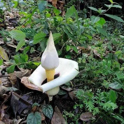 Obrázek produktu pro Aronstab (Amorphophallus prainii) – 1 vyklíčené semeno