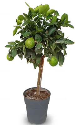 Obrázok produktu pre Citrusový stromček Limettenbaum, výška 90 cm – nenáročná ovocná rastlina – vhodná na terasy a balkóny – odroda Citrus Latifolia – ideálna na slnečné miesta