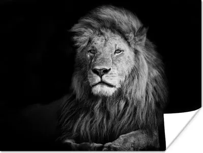 Produktbild von MuchoWow® Poster Wildlife - Löwe - Schwarz - Weiß 160x120 cm - Foto Plakat