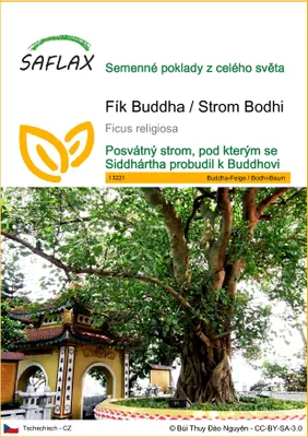 Obrázek produktu pro SAFLAX - Fík Buddha / Strom Bodhi - Ficus religiosa - 100 Semena