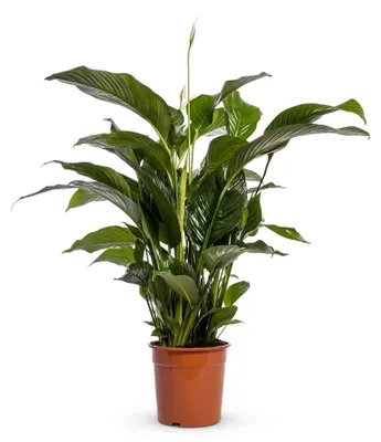 Zdjęcie produktu dla Bloomique - Skrzydłokwiat Sweet Lauretta - Skrzydłokwiat - Roślina doniczkowa - Oczyszczająca powietrze - Wysokość: 90-110 cm - Doniczka: 24 cm, Obraz wygenerowany przez AI