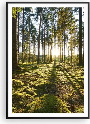 Produktbild von Gerahmtes Poster - Schwarzer Rahmen - Wald Baum Natur - 70x100 cm - Wand Bild - Wanddeko - Wandbilder - Kunstposter - Wandposter - Bilderrahmen - Bilder - Kunstdruck - Wandbild - P2BPA70x100-3724