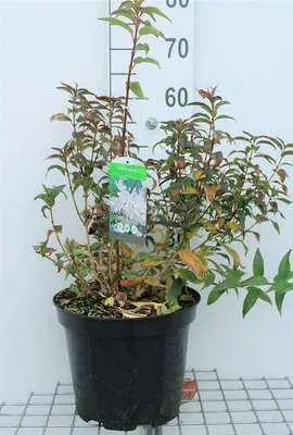 Immagine prodotto di Deutzia gracilis - Arbusto Mayflower 50- 60 cm in contenitore