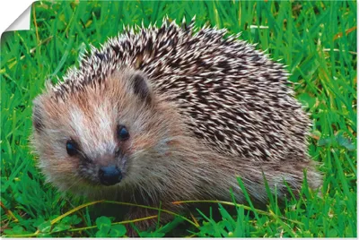 Produktbild von ARTland Poster Igel Blick Größe: 60x40 cm