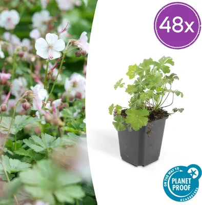 Produktbild von Trendyplants - Geranium cantabrigiense 'Biokovo' - 48 Stück - Storchschnabel - Winterhart - Höhe 10–30 cm - Topfgröße Ø9cm