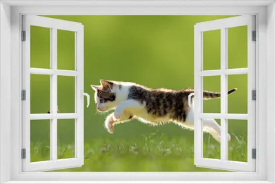 Produktbild von Wallario Poster mit Fenster-Illusion: Süße Katze fängt Schmetterling im Grünen, Größe: 61 x 91,5 cm (Maxiposter)