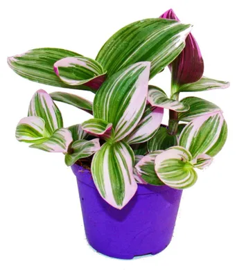 Produktbild von Exotenherz Dreimasterblume Tradescantia "Nanouk" pflegeleichte hängende Zimmerpflanze 9cm Topf pink