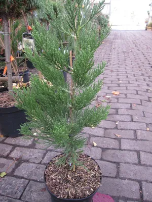 Produktbild von Sequoiadendron giganteum Philip Curtis - Zwerg-Mammutbaum 30 - 40
