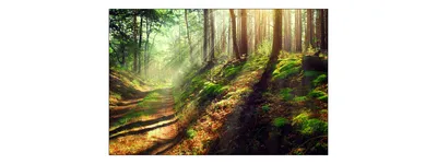 Zdjęcie produktu dla Fototapeta Pejzaż z widokiem na Zielony Las Natura Przyroda Krajobraz Nowoczesny 3D Dekoracja Ścienna do Salonu 315x210cm