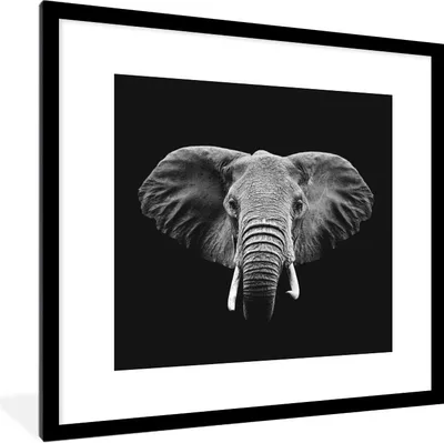 Produktbild von MuchoWow® Gerahmtes Poster Elefant - Tiere - Schwarz - Weiß 40x40 cm - Poster mit Schwarzem Bilderrahmen Wandposter Rahmen Foto Bilder - Poster - Plakat im Rahmen