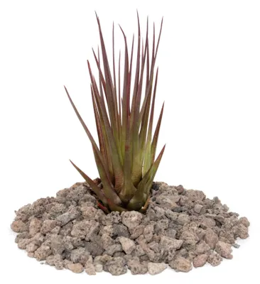 Obrázok produktu pre Tillandsia melanocrater tricolor - hniloba - stratiť