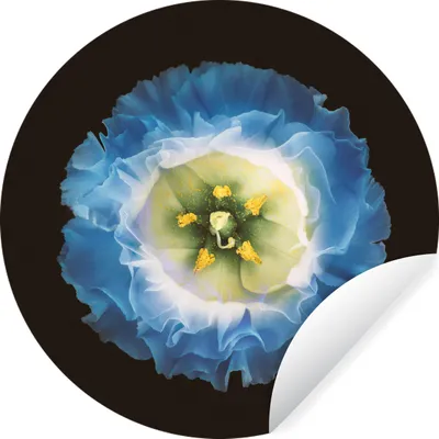 Produktbild von MuchoWow® Runde Wandtattoo - Wandsticker Tapete Aufkleber Eine Nahaufnahme einer blauen Blume auf schwarzem Hintergrund Ø 80 cm Selbstklebend und Repositionierbar - Wandaufkleber - Kreis - Mauerkreis - Wand Bilder - Wandsticker - Wohnzimmer Dekoration - Dekoration für die Wände - Aluminium - Babyzimmer