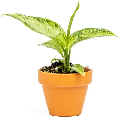 Obrázok produktu pre Gardners Dieffenbachia Krokodíl, priemer 6 cm