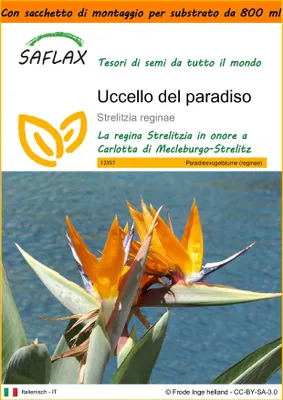 Immagine prodotto di SAFLAX Garden in the bag - Uccello del paradiso - 5 semi - Strelitzia