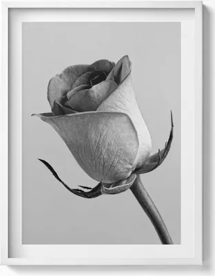 Produktbild von Graue feine Rosenblüte– Wandbild mit Rahmen – Gerahmtes Bild  – Wanddekoration – 60x80 cm –  Weiß Rahmen