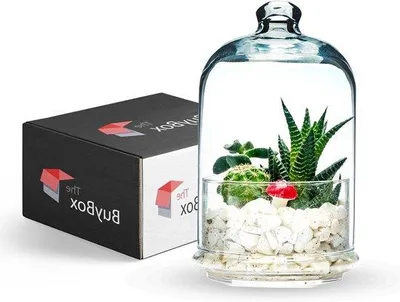 Produktbild von Großes Glas-Terrarium mit Deckel - für Pflanzen und Snacks