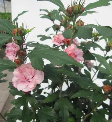 Produktbild von Hochstamm Garten-Eibisch Miss Silvia - Hibiscus syriacus - 80cm Stamm + Krone