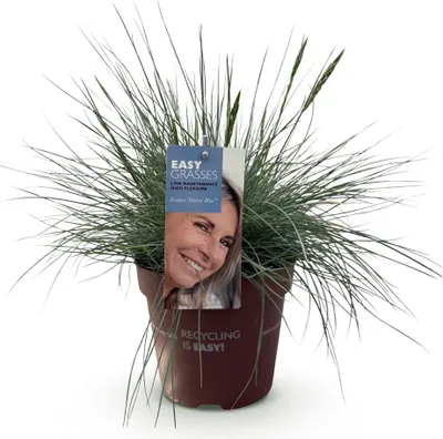 Immagine prodotto di Erba ornamentale Festuca glauca Intense Blue Sempreverde e resistente al freddo