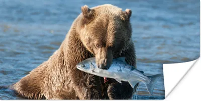 Produktbild von MuchoWow® Poster Bär - Braun - Fisch 160x80 cm - Foto Poster