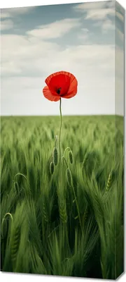 Immagine prodotto di Quadro 40x90 cm Papavero solitario nel campo