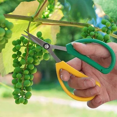 Obrázek produktu pro Zahradní nůžky z nerezové oceli na květiny a bonsaje, pro ruční použití