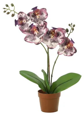 Obrázok produktu pre Umelá orchidea Phalaenopsis, fialová, 41 cm, umelá rastlina, kvitnúca orchidea do obývačky, kancelárie, spálne, kúpeľne, dekorácia do interiéru, ktorá nevyžaduje žiadnu starostlivosť