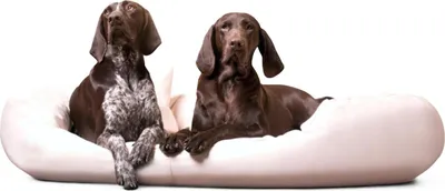 Produktbild von tierlando® Orthopädisches Hundebett SAMMY | Pflegeleichtes Kunstleder | L-XXXXL - Größe: 140x105cm | Farbe: 05 Creme