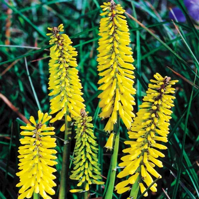Image de Kniphofia Trytoma Groniasta Minister Verschuur 1 plant Torche