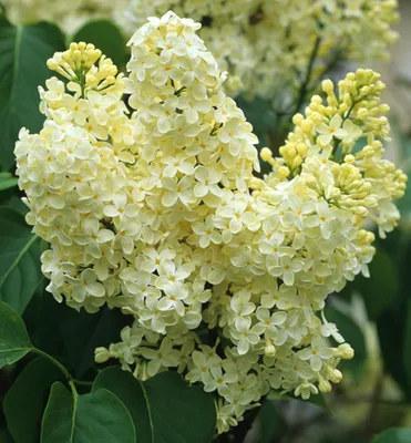Produktbild von Flieder ´PRIMROSE´ 50-60 cm, Cont. 2,5 l