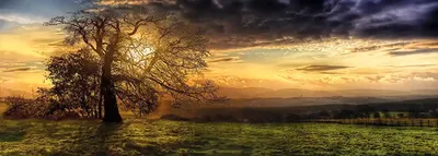 Obrázek produktu pro Obraz na plátně "Strom" 150 x 50 cm