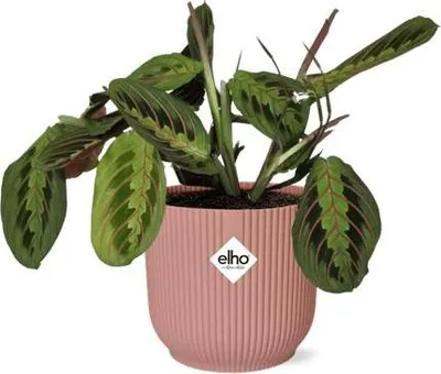 Immagine prodotto di Maranta Leuconeura "Fascinator Tricolor" - Pianta da appartamento Ø 14 cm, 25 cm - Decorazione