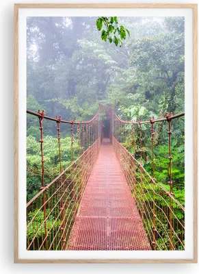 Produktbild von Gerahmtes Poster - Rahmen in heller Eiche - Brücke ausgesetzt Costa Rica - 70x100 cm - Wand Bild - Wanddeko - Wandbilder - Kunstposter - Wandposter - Bilderrahmen - Bilder - P2NPA70x100-4923