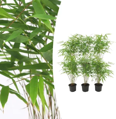 Zdjęcie produktu dla Bamboe - Fargesia Rufa | 6 sztuk - 25cm - Ø13cm - Roślina ogrodowa
