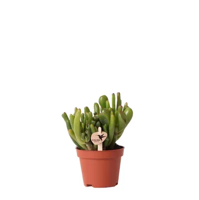 Obrázek produktu pro Kolibri Greens – zelená rostlina, sukulentní rostlina Crassula Hobbit, velikost květináče 6 cm, zelená pokojová rostlina čerstvě ze zahradnictví