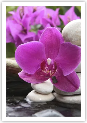 Produktbild von Poster - Poster ohne Rahmen - Orchidee Bambus Dekoration Spa - 70x100 cm - Wand Bild - Wanddeko - Wandbilder - Kunstposter - Wandposter - Bilder - Kunstdruck - Wandbild - P2XPA70x100-2666