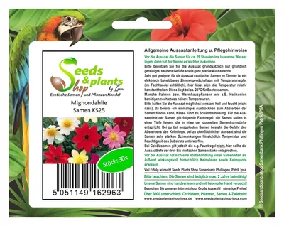 Produktbild von 30x Mignondahlie - Dahlien Samen Garten Blumen Frisch Saatgut KS25