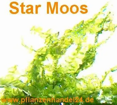 Produktbild von 1 Portion Star Moos, 5x7 cm, Garnelen Moose