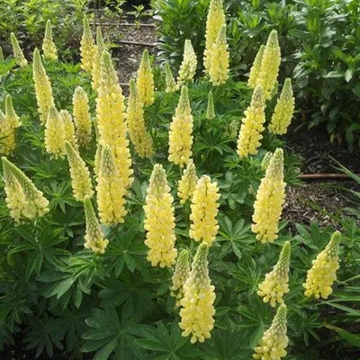 Image de 6 x Lupin - Lupinus « Chandelier » | Pot de 9 cm x 9 cm