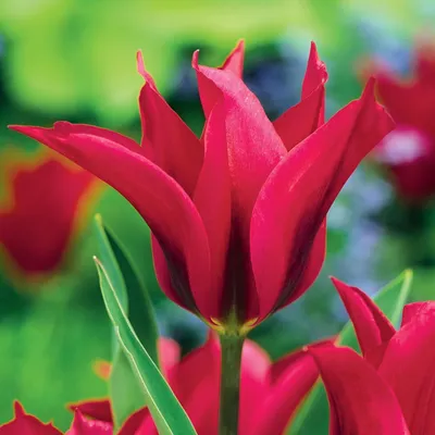Immagine prodotto di Tulipani Bulbi Fiori Viridiflora Tulipano Doll's Minuet 5 pz.