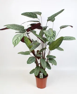 Immagine prodotto di Ctenanthe Oppenheimiana - 90-100cm - Ø21cm - Pianta d'appartamento - Sempreverde