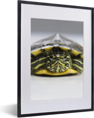 Produktbild von MuchoWow® MuchoWow® Gerahmtes Poster Nahaufnahme einer Schildkröte 30x40 cm - Poster mit zchwarzem Bilderrahmen - Wandposter Schlafzimmer