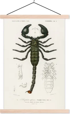Produktbild von MuchoWow® Textilposter Skorpion - Jahrgang - Insekten 40x60 cm mit holzfarbenen Rahmen - Poster