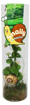 Obrázek produktu pro Snaily - Šnečí ulita - Dischidia pectenoides - v akrylovém skleněném válci