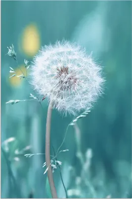 Produktbild von ARTland Wandbild Alu für Innen & Outdoor Pusteblume Größe: 20x30 cm