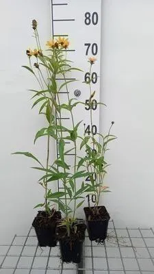 Produktbild von 6 x  Coreopsis tripteris - Mädchenauge - Topf 9 x 9 cm
