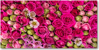 Produktbild von Tulup® Glas-Bild - 100x50 -Wandkunst - Wandbild hinter gehärtetem Sicherheitsglas  - Blumen & Pflanzen - Rosen - Rosa