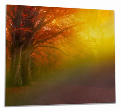 Produktbild von Wallario Herdabdeckplatte aus Glas, Größe 60 x 52 cm 1-teilig, Motiv Bunter Herbst - Waldlandschaft bei Nebel in Regenbogenfarben