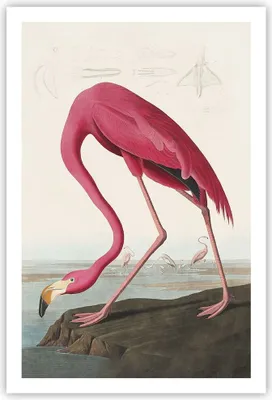 Produktbild von Poster - Poster ohne Rahmen - Flamingo Vogel Exotik - 61x91,5 cm - Wand Bild - Wanddeko - Wandbilder - Kunstposter - Wandposter - Bilder - Kunstdruck - Wanddekoration - Wandbild - P2XPA61x91-5137