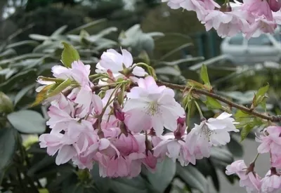 Produktbild von Frühe Zierkirsche Accolade - Prunus Accolade 60-100cm