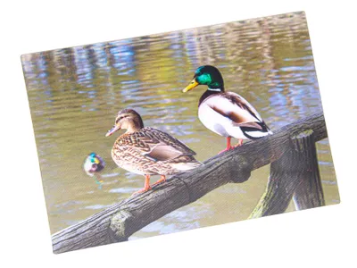 Produktbild von 3 D Ansichtskarte Enten, Postkarte Wackelkarte Hologrammkarte Tiere Tier Erpel Stockente